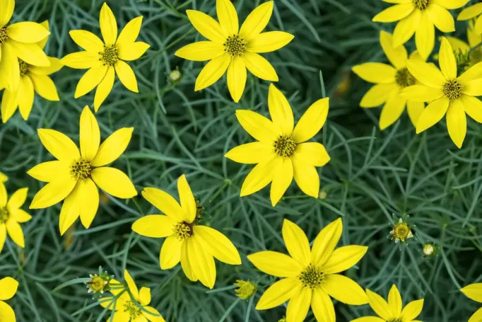 Framed Print : Coreopsis, USA Framed Print : Coreopsis, USA