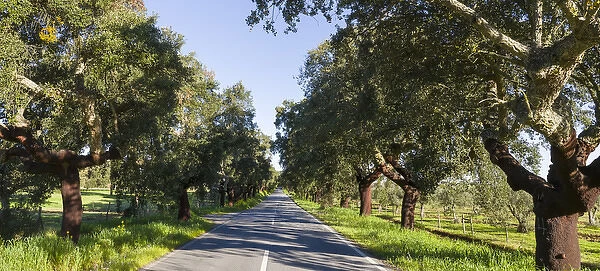 Cork oak (Quercus suber) in the Alentejo. Europe, Southern Europe, Portugal, Alentejo