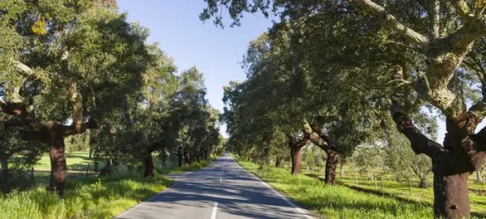 Framed Print : Cork oak (Quercus suber) in the Alentejo. Europe, Southern Europe, Portugal, Alentejo