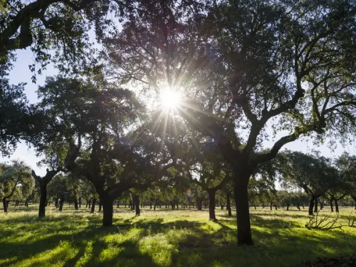 Framed Print : Cork oak (Quercus suber) in the Alentejo. Europe, Southern Europe, Portugal, Alentejo