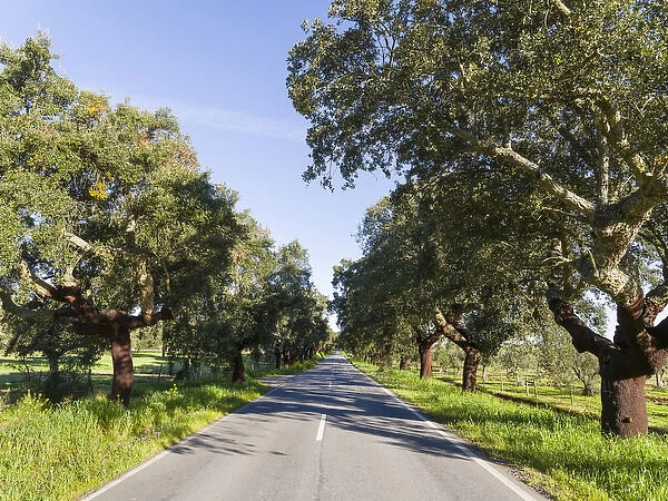 Cork oak (Quercus suber) in the Alentejo. Europe, Southern Europe, Portugal, Alentejo