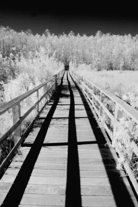 Framed Print : Corkscrew Swamp Sanctuary boardwalk, Florida, USA Framed Print : Corkscrew Swamp Sanctuary boardwalk, Florida, USA