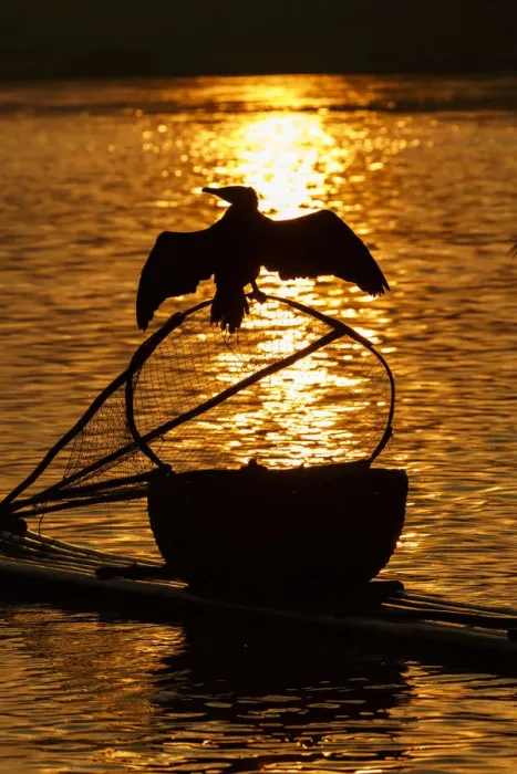 Framed Print : Cormorant on net, Li River, near Xingping, China