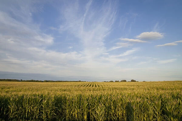 Corn field, central Minnesota