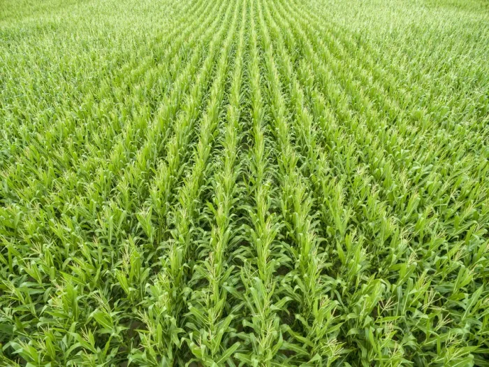 Framed Print : Corn field, Marion County, Illinois