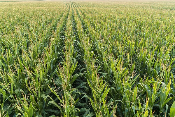 Corn field, Marion County, Illinois