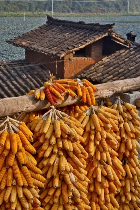 Framed Print : Corn hanging to dry with old farm house in valley just below the Dongchuan Red Land Hills