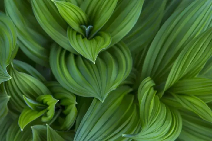Framed Print : Corn lilly aka false hellebore in Glacier National Park, Montana, USA Framed Print : Corn lilly aka false hellebore in Glacier National Park, Montana, USA