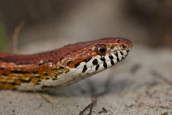 Corn Snake (Elaphe guttata), or red rat snake Little St Simons Island, Barrier Islands