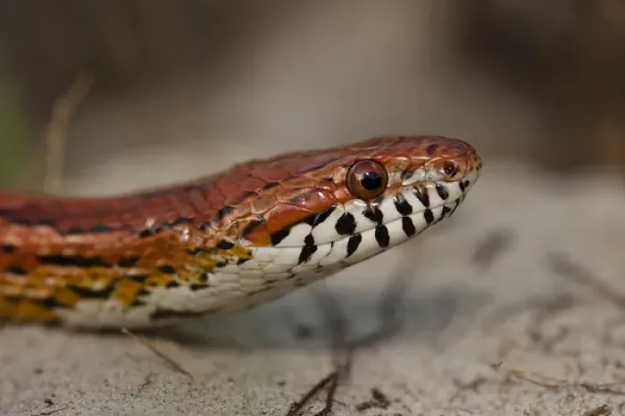 Framed Print : Corn Snake (Elaphe guttata), or red rat snake Little St Simons Island, Barrier Islands Framed Print : Corn Snake (Elaphe guttata), or red rat snake Little St Simons Island, Barrier Islands