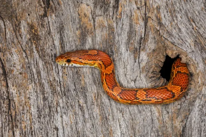 Framed Print : Corn Snake emerging from hole in barn
