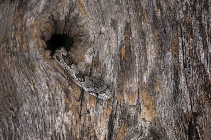 Framed Print : Corn Snake emerging from hole in barn Framed Print : Corn Snake emerging from hole in barn