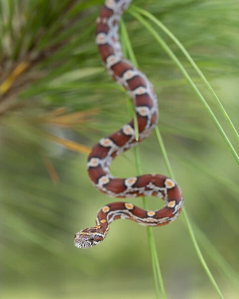 Corn Snake in long-leaf pine. A docile non-venomous snake found throughout Florida