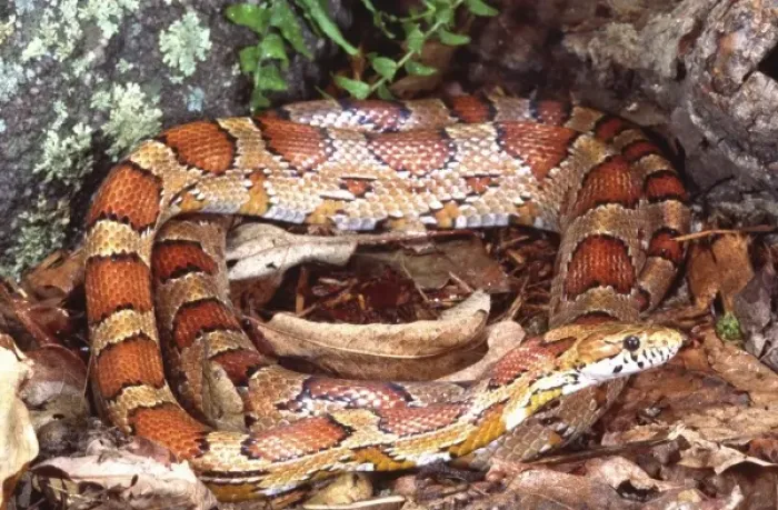 Framed Print : Corn Snake (Red Rat Snake), Elaphe guttata, Native to Eastern US Framed Print : Corn Snake (Red Rat Snake), Elaphe guttata, Native to Eastern US