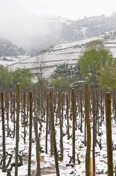 Framed Print : Cornas. Vineyards under snow in seasonably exceptional weather in April 2005. Cornas