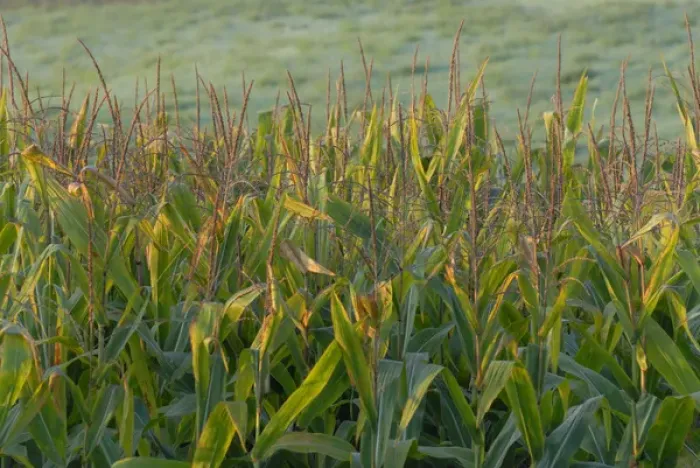 Framed Print : Cornfield in Nebraska