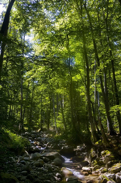 Corsica. France. Europe. Beech forest (Fagus sylvatica) & stream near Vizzavona