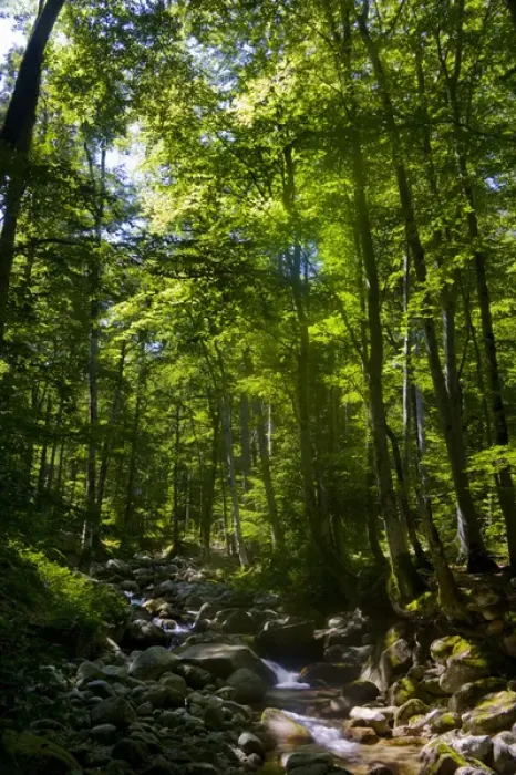 Framed Print : Corsica. France. Europe. Beech forest (Fagus sylvatica) & stream near Vizzavona Framed Print : Corsica. France. Europe. Beech forest (Fagus sylvatica) & stream near Vizzavona