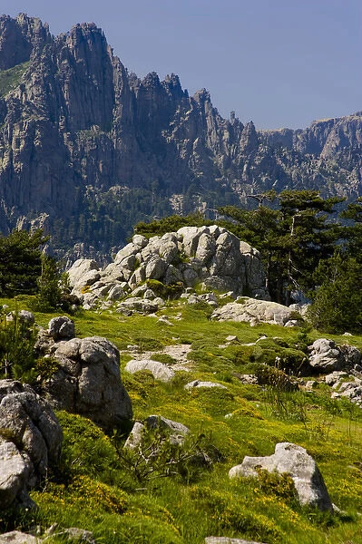 Corsica. France. Europe. Granite boulders, gorse in bloom, and pinnacles of Aiguilles de Bavella