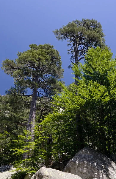 Corsica. France. Europe. Larecio pine trees (Pinus larecio) & beech trees (Fagus sylvatica)