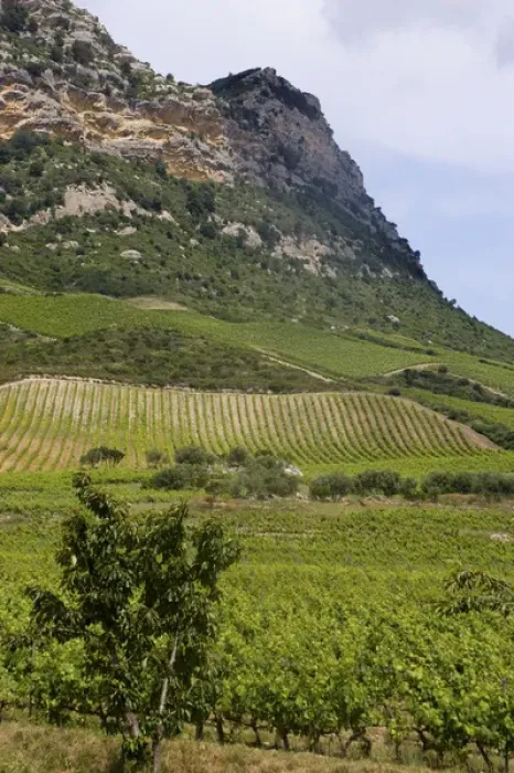 Framed Print : Corsica. France. Europe. Vinyards on hillside on Route des Vins near St Framed Print : Corsica. France. Europe. Vinyards on hillside on Route des Vins near St