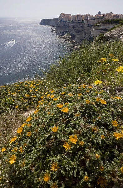 Corsica. France. Europe. Wildflowers at top of sea cliffs. City of Bonifacio in distance