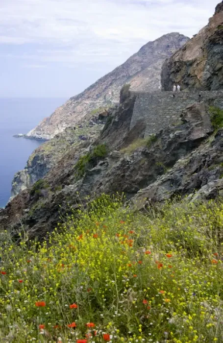 Framed Print : Corsica. France. Europe. Wildflowers & visitors on road cut into steep slopes above