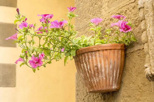 Cortona, Italy. Morning Glories growing in a vase-shaped pot on a stone wall