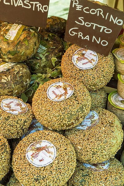 Cortona, Italy. Pecorino Sotto Vinaccia cheese rounds aged under straw