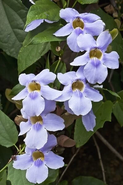 Costa Rica, Alajuela, Close-up of purple flowers on slopes of Poas Volcano