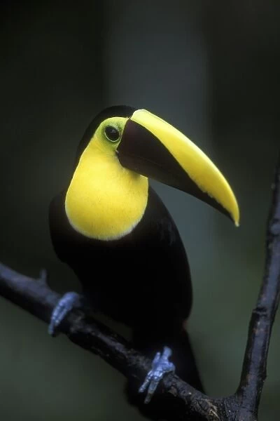 Costa Rica, Alajuela Province, Chestnut Mandibled Toucan (Ramphastos swainsonii)
