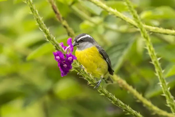 Framed Print : Costa Rica, Arenal. Bananaquit feeding on vervain Framed Print : Costa Rica, Arenal. Bananaquit feeding on vervain