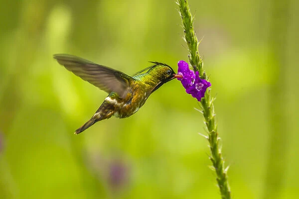 Costa Rica, Arenal. Black-crested coquette feeding on vervain