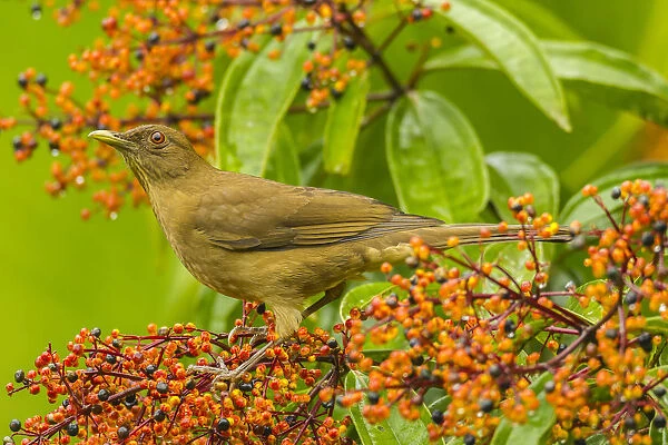 Costa Rica, Arenal. Clay-colored thrush and berries