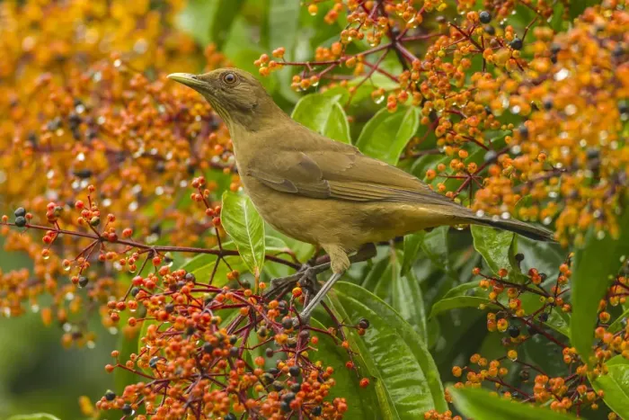 Framed Print : Costa Rica, Arenal. Clay-colored thrush and berries Framed Print : Costa Rica, Arenal. Clay-colored thrush and berries