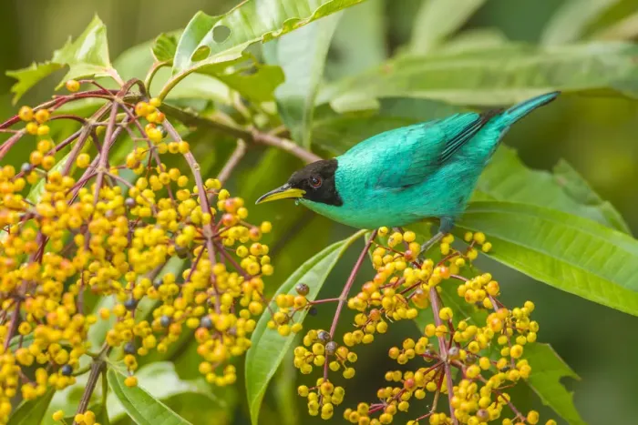 Framed Print : Costa Rica, Arenal. Green honeycreeper and berries