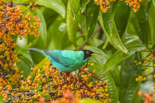 Costa Rica, Arenal. Green honeycreeper and berries