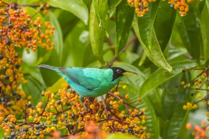 Framed Print : Costa Rica, Arenal. Green honeycreeper and berries