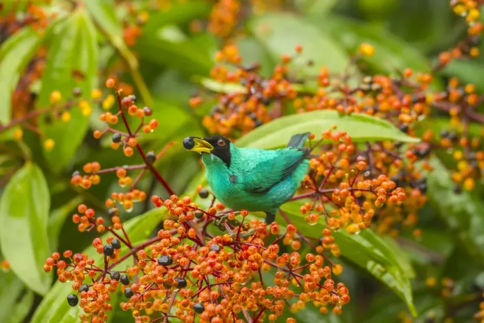 Framed Print : Costa Rica, Arenal. Green honeycreeper feeding Framed Print : Costa Rica, Arenal. Green honeycreeper feeding