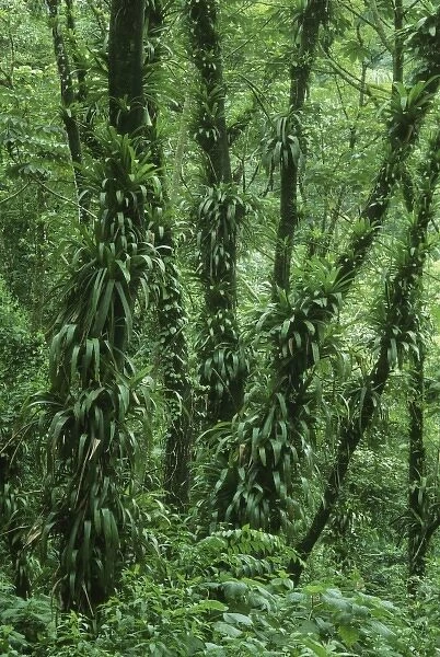 Costa Rica, Arenal National Park, rainforest foliage