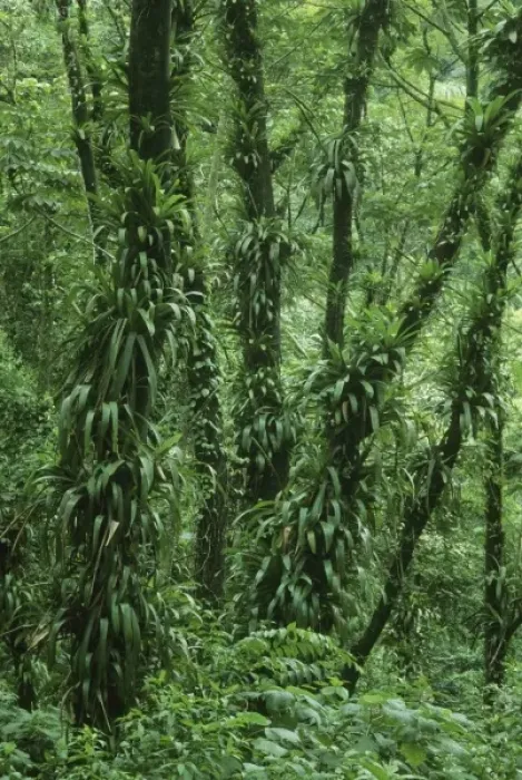 Framed Print : Costa Rica, Arenal National Park, rainforest foliage Framed Print : Costa Rica, Arenal National Park, rainforest foliage