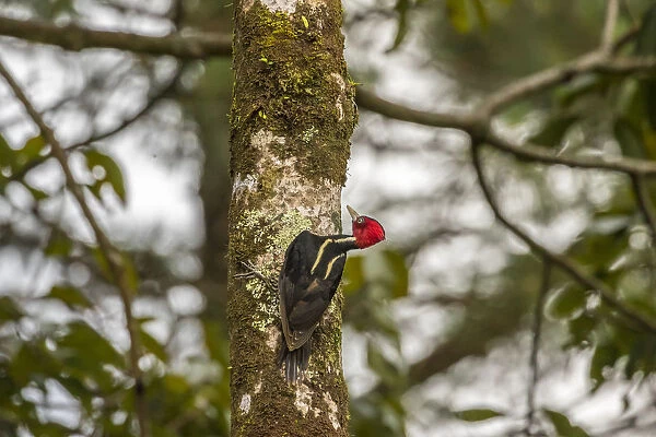 Costa Rica, Arenal. Pale-billed woodpecker on tree
