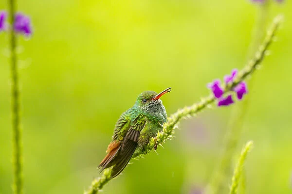 Costa Rica, Arenal. Rufous-tailed hummingbird and vervain flower