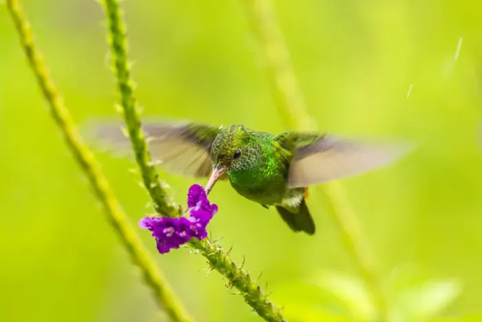 Framed Print : Costa Rica, Arenal. Rufous-tailed hummingbird feeding on vervain Framed Print : Costa Rica, Arenal. Rufous-tailed hummingbird feeding on vervain