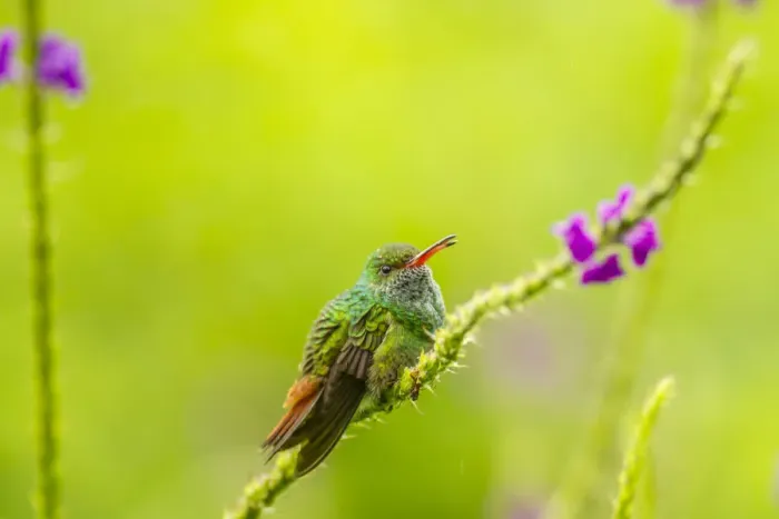 Framed Print : Costa Rica, Arenal. Rufous-tailed hummingbird and vervain flower Framed Print : Costa Rica, Arenal. Rufous-tailed hummingbird and vervain flower