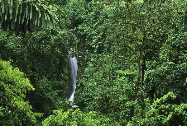 Costa Rica, Arenal Volcano area, Hanging Bridges trail, rainforest private reserve