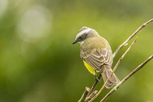 Costa Rica, Arenal. White-ringed flycatcher on limb