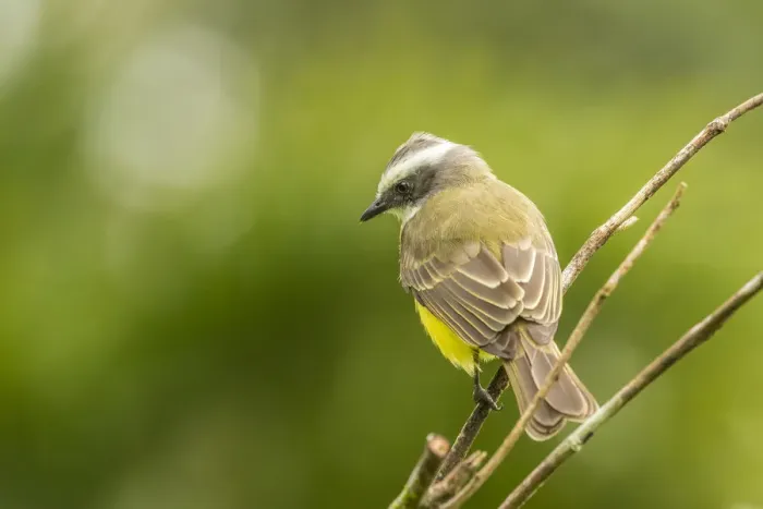 Framed Print : Costa Rica, Arenal. White-ringed flycatcher on limb Framed Print : Costa Rica, Arenal. White-ringed flycatcher on limb