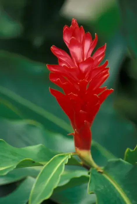 Framed Print : Costa Rica. Asian ginger flower Framed Print : Costa Rica. Asian ginger flower