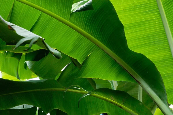 Costa Rica, Banana leaves